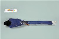 臺灣藍鵲藏品圖，第4張